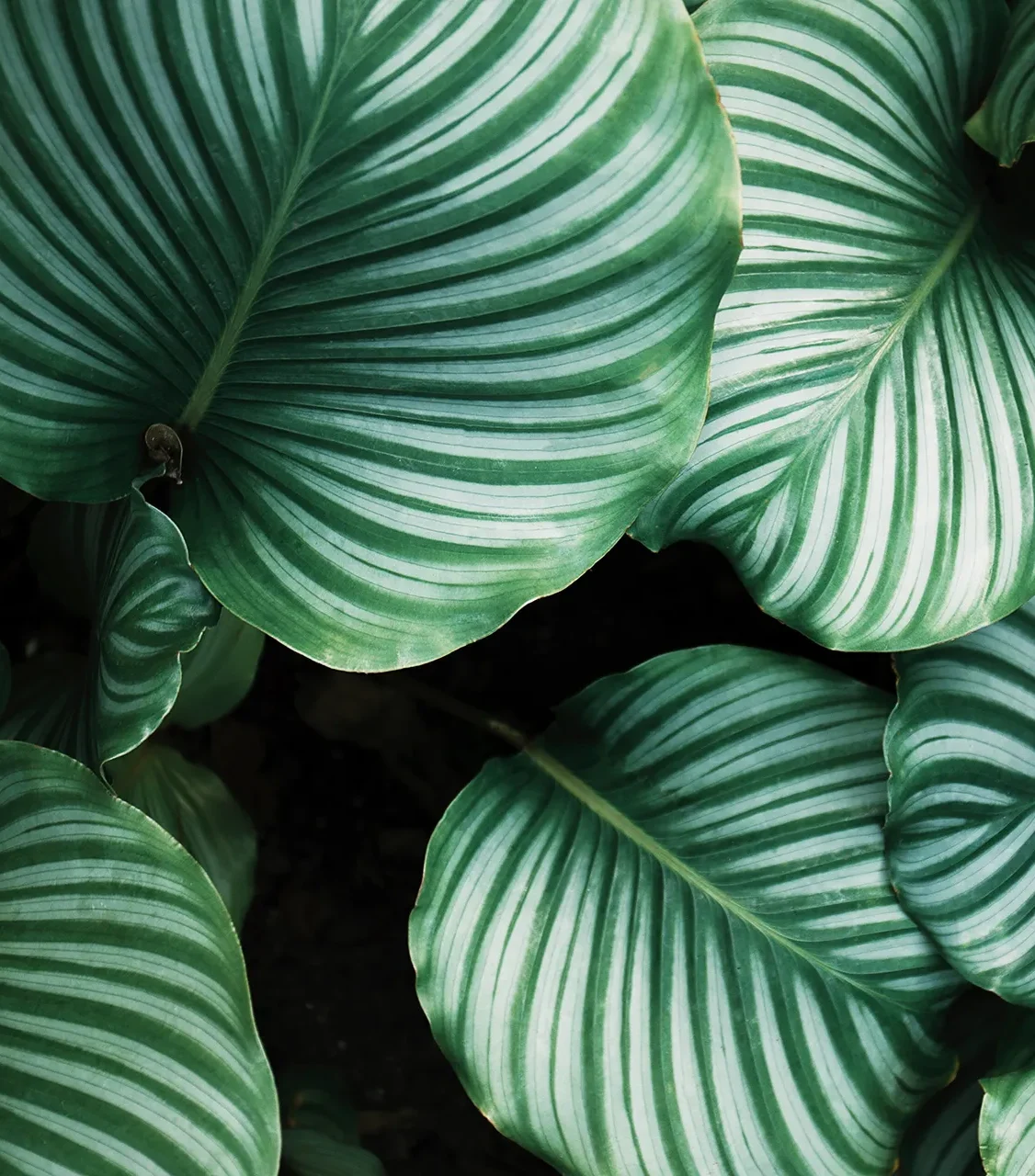 Large leaves e1790380729300